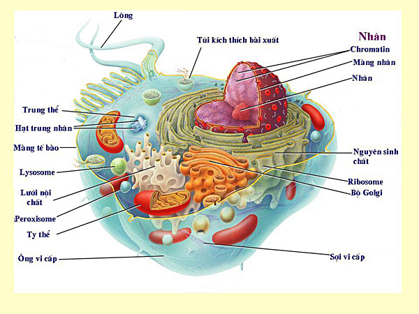 Chuyên đề Cấu trúc của tế bào
